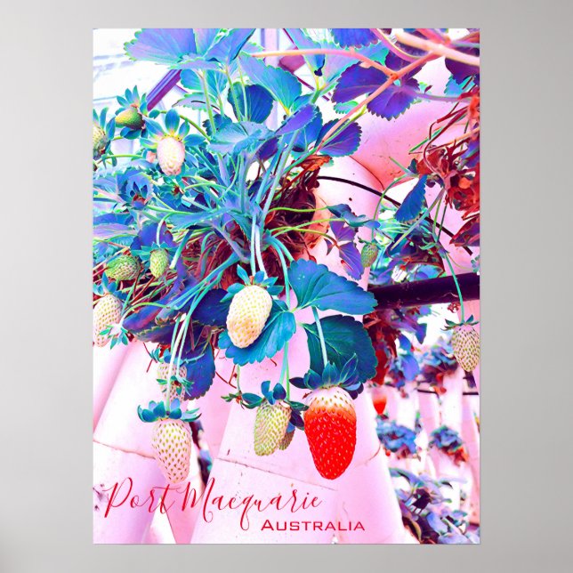 Poster Ferme de fraises Port Macquarie Australie (Devant)