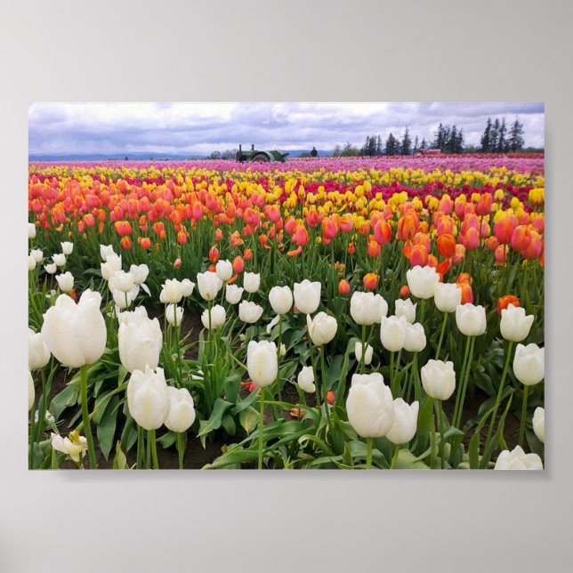 Poster Ferme de Tulipe en bois (Devant)