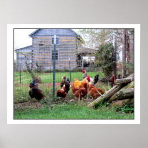 Poster Ferme Rooster