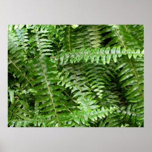 Poster Fermer Fronds I Green Nature