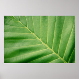 Poster Fermer la photo de la feuille verte