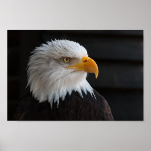 Poster Fermer la photo de l'aigle chauve