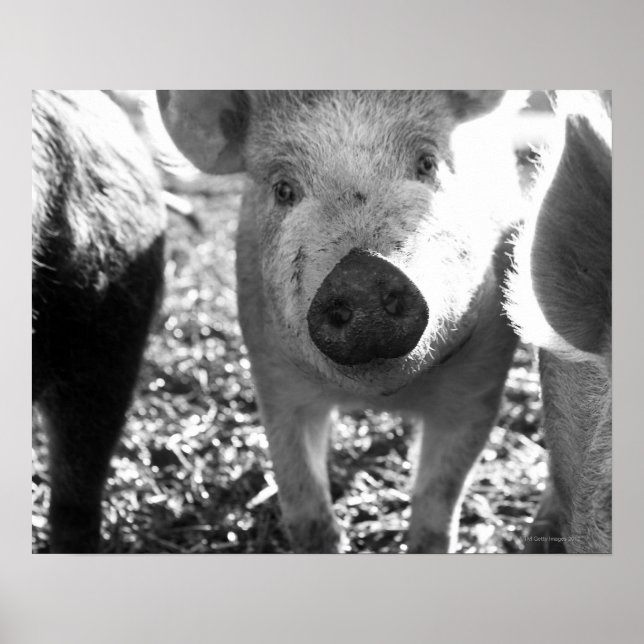 Poster Fermer les porcelets (Devant)