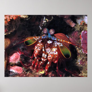 Poster Fermer Peacock Mantis Shrimp
