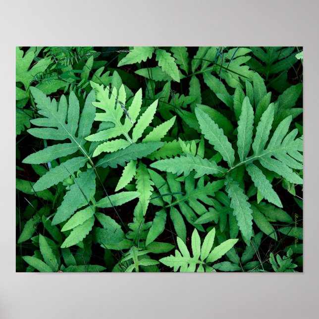Poster Fermes : Toile— (Devant)