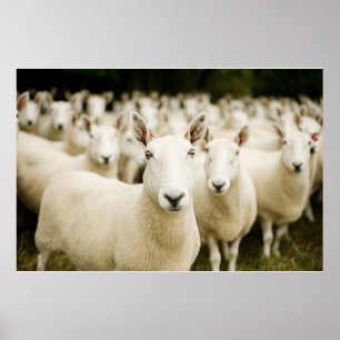 Poster Fermes   Troupeau de moutons