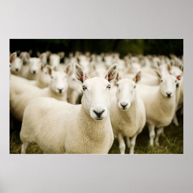 Poster Fermes | Troupeau de moutons (Devant)