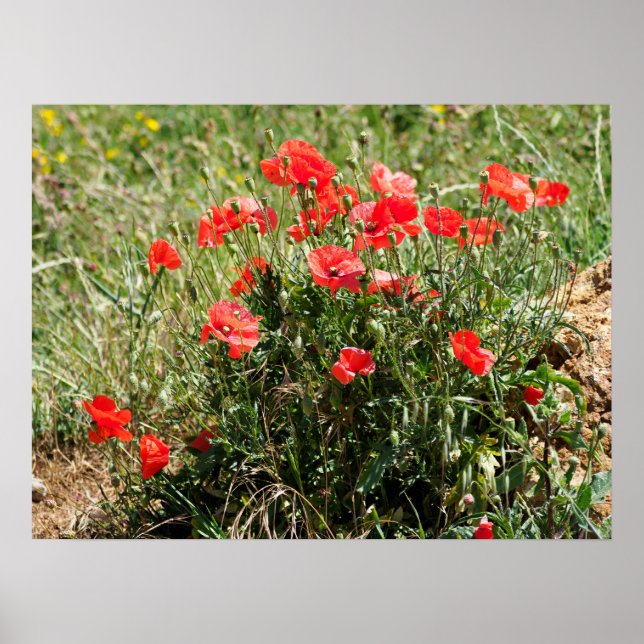 Poster Fermeture de la fête de la feuille de coquelicots (Devant)