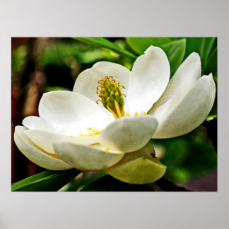 Poster Fermeture de la fleur de Magnolia