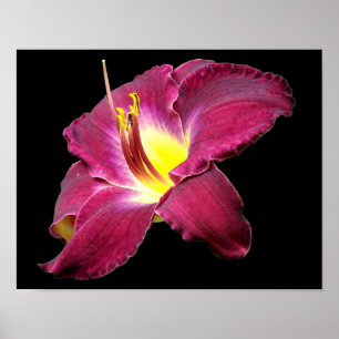 Poster Fermeture de la fleur quotidienne
