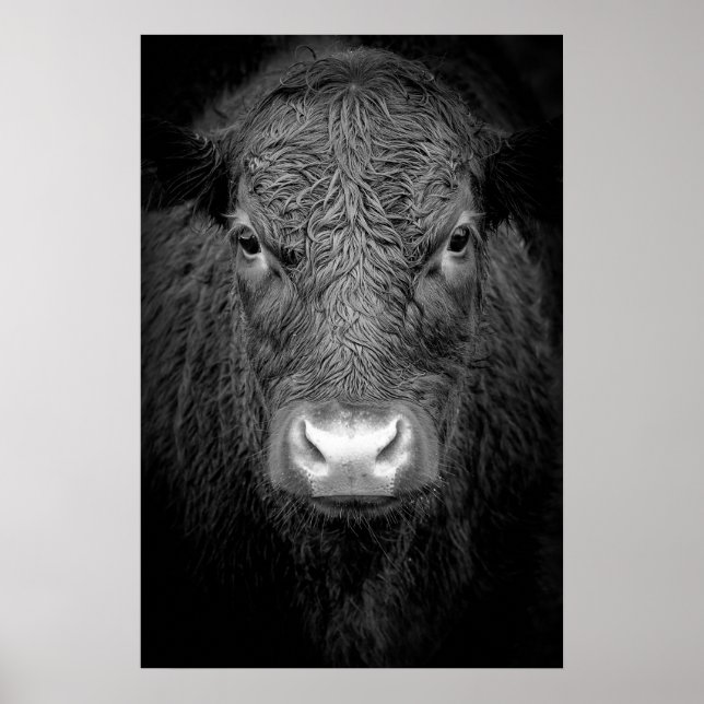 POSTER FERMETURE DE LA VACHE HIGHLAND - NOIR ET BLANC (Devant)