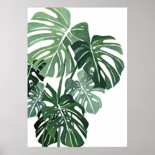 Poster Fermeture des feuilles de Monstera