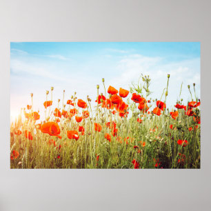 Poster Fermez les pavots sur le terrain. Fleurs sauvages 