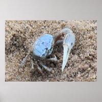 Fermez-vous ! ! Crabe Fiddler