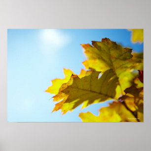 Poster Fermez-vous du feuille jaune d'automne