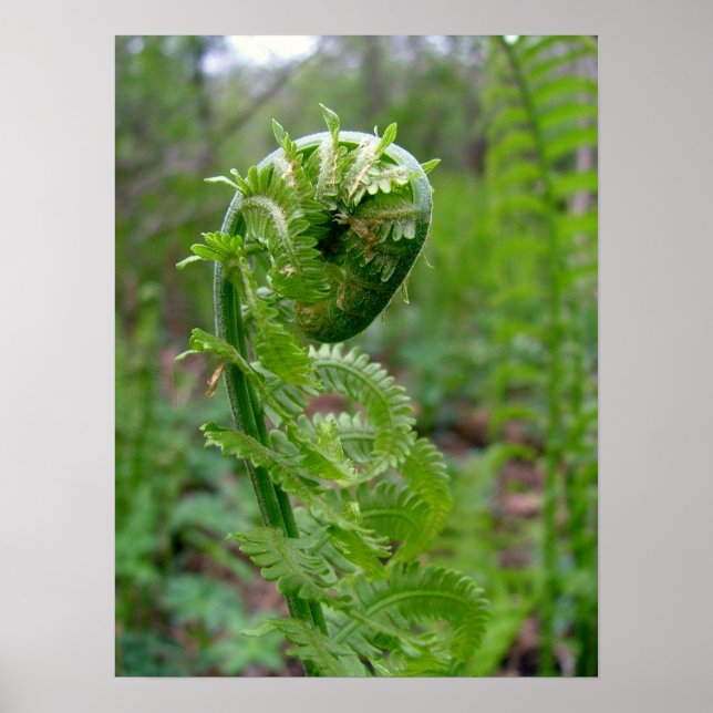 Poster Fern (Devant)