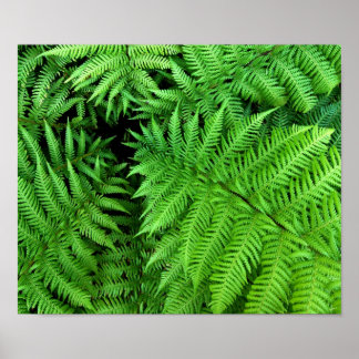 Poster Fern