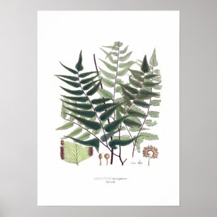 Poster Fern