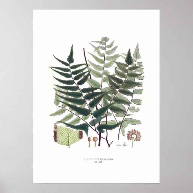 Poster Fern (Devant)