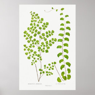 Poster Fern