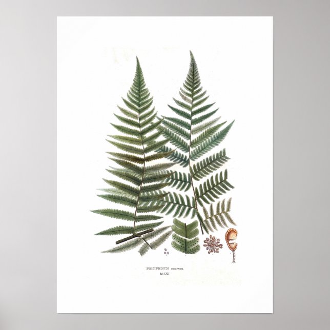 Poster Fern (Devant)