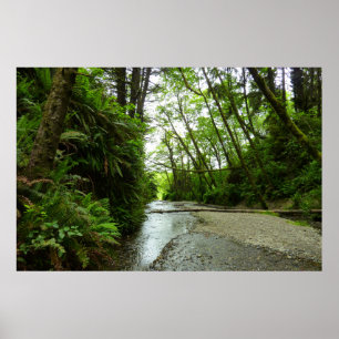 Poster Fern Canyon II au parc national Redwood