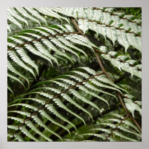 Poster Fern Fronds II Dark Green Nature