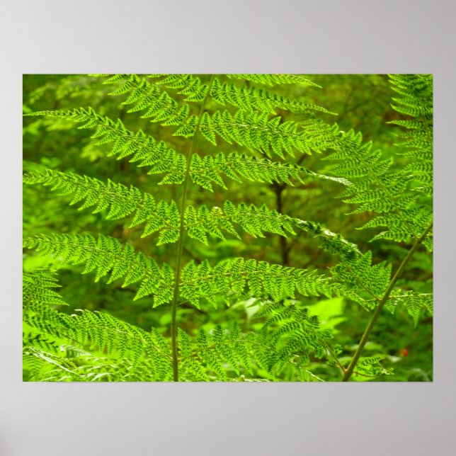 Poster Fern Fronds III Nature verte Botanique (Devant)