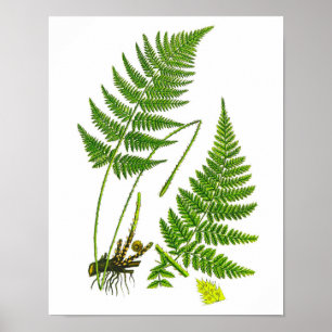 Poster Fern No 10 Home Decor Print