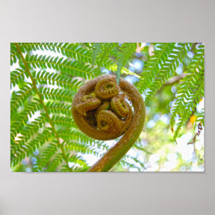 Poster Ferne d'arbre hawaïen frond se déchaîner