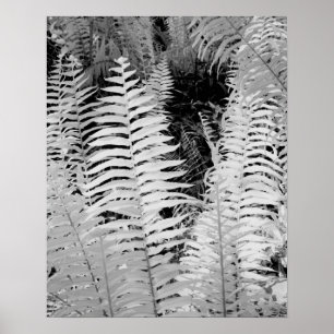 Poster Ferne géante en cuir sauvage, Floride, États-Uni