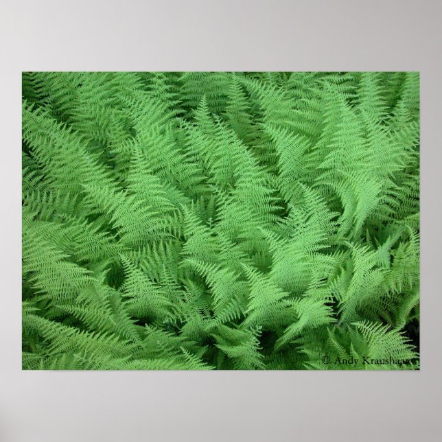 Poster Ferns (Devant)