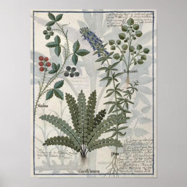 Poster Ferns, Brambles et Fleurs (Devant)