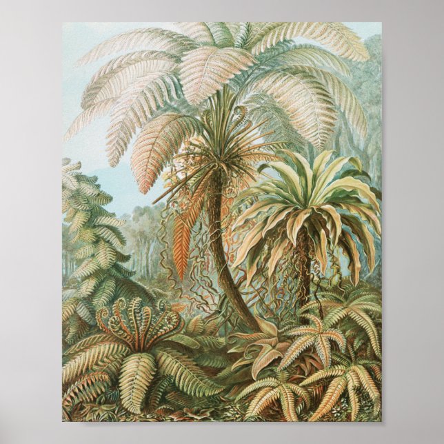 Poster Ferns, Filicinae Laubfarne par Ernst Haeckel (Devant)