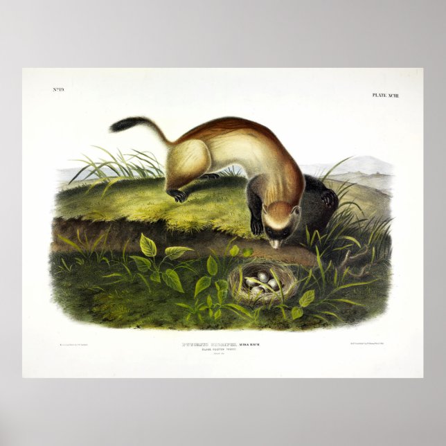 Poster Ferret à pieds noirs, American Polecat par Audubon (Devant)