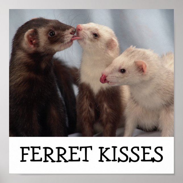 Poster Ferret Kisses (Devant)