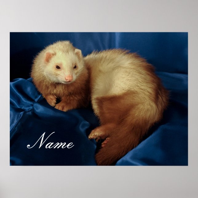 Poster Ferret pour animal de compagnie personnalisé (Devant)