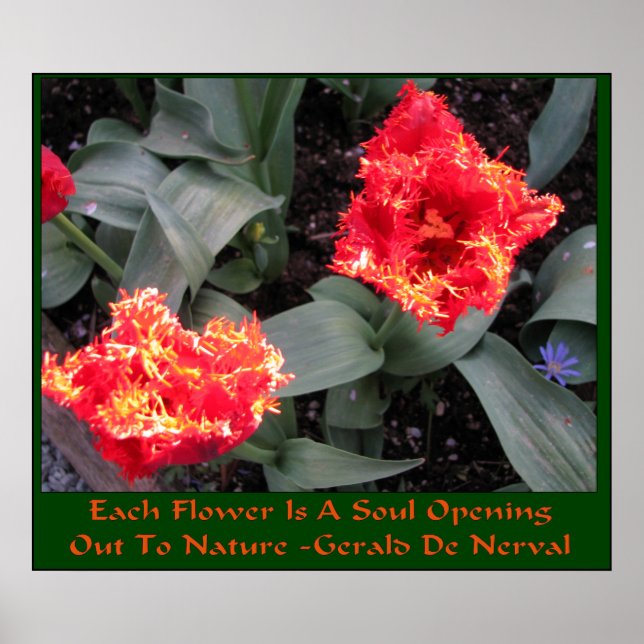 Poster Festival des tulipes de Skagit Valley (Devant)