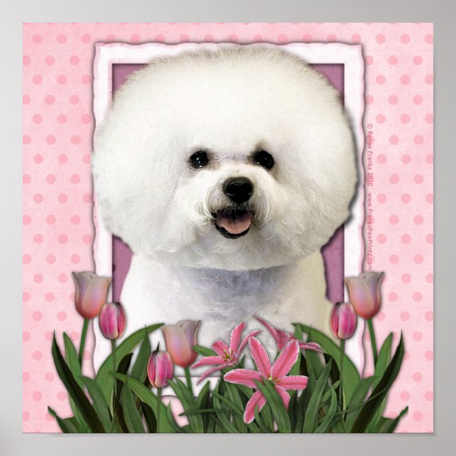 Poster Fête des mères - Tulipes roses - Bichon Frise (Devant)