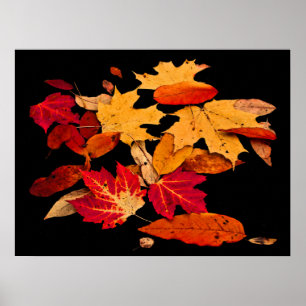 Poster Feuillage d'automne en rouge orange jaune Brown