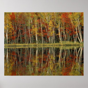 Poster Feuillage d'automne et reflets de bouleau; Hiawath