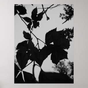 Poster Feuille