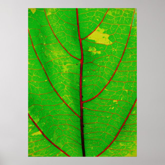 Poster feuille (Devant)