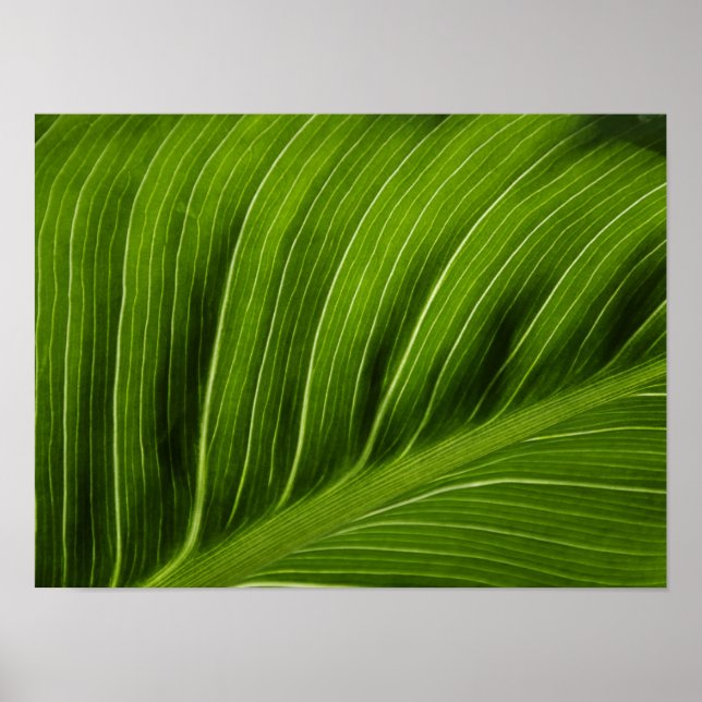 Poster Feuille (Devant)