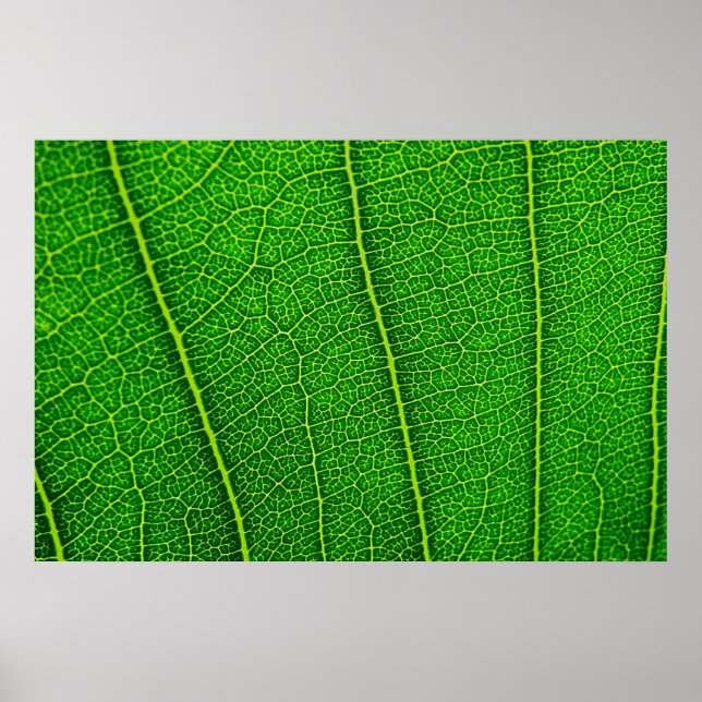 Poster Feuille (Devant)