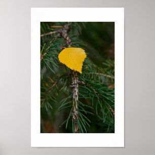 Poster Feuille d'Aspe automnale sur une photographie de l