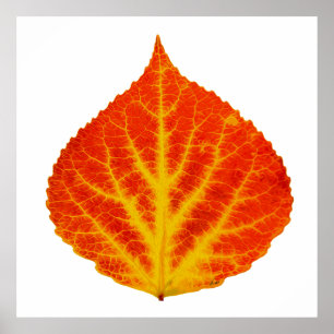 Poster Feuille d'Aspen rouge et jaune #10