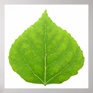 Poster Feuille d'Aspen vert #11