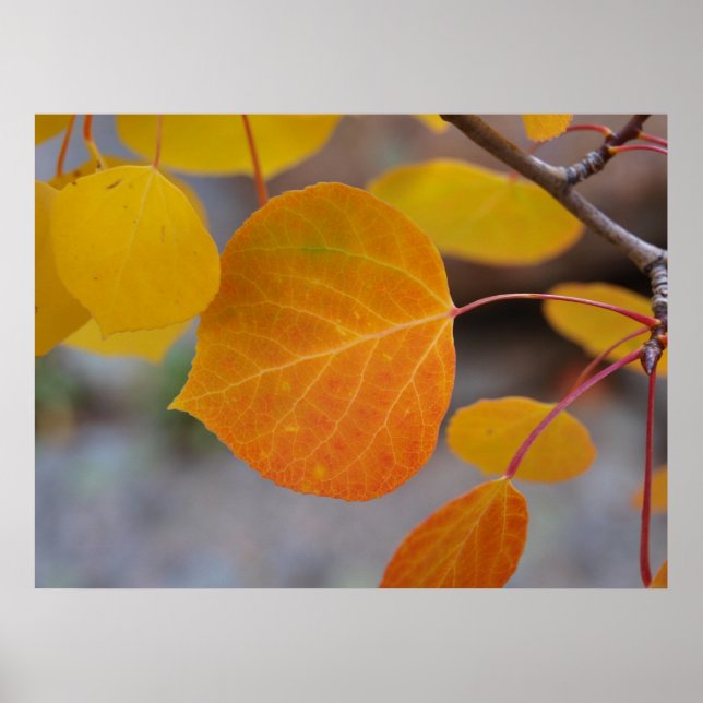 Poster Feuille d'automne orange (Devant)