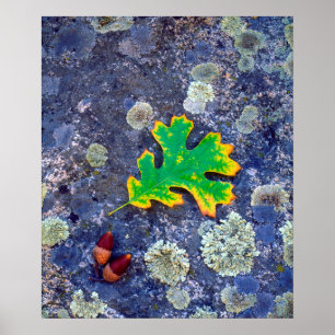 Poster Feuille de chêne et glands sur une roche couverte 